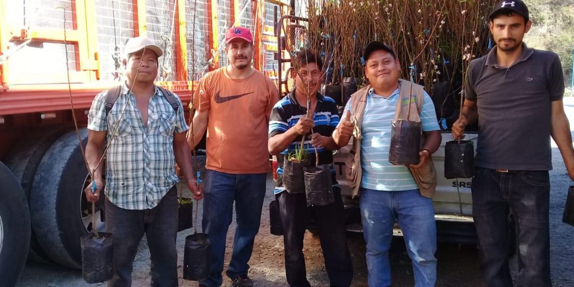 Entregan Más De 20 Mil Plantas De Durazno En La Región Sierra