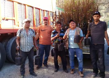 Entregan Más De 20 Mil Plantas De Durazno En La Región Sierra