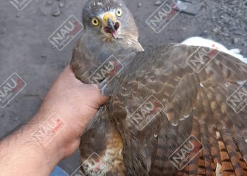 Rescatan un gavilán en la colonia Palmeiras