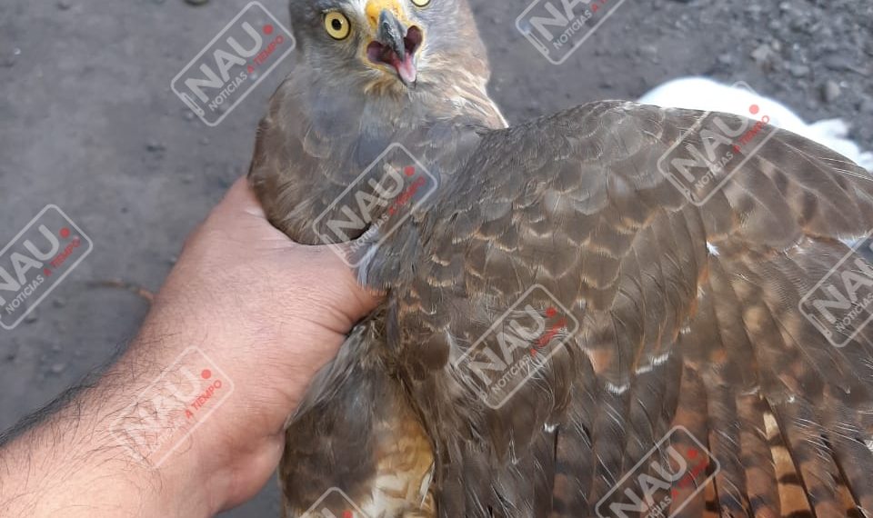 Rescatan un gavilán en la colonia Palmeiras