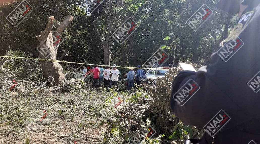 Le cayó una rama que le golpeó la frente y lo mató