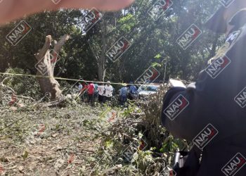 Le cayó una rama que le golpeó la frente y lo mató