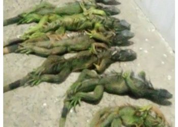 Rescata FGR 110 iguanas a bordo de autobús comercial y detiene una persona