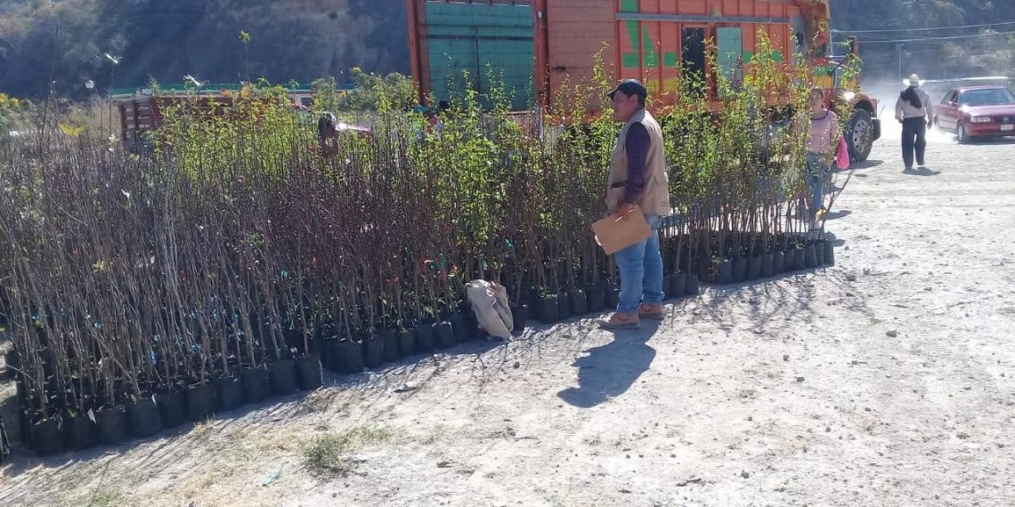 Llegan A La Sierra 220 Mil Plantas Frutales De Clima Frío Templado