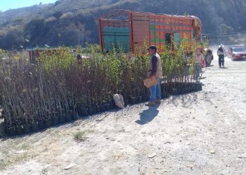 Llegan A La Sierra 220 Mil Plantas Frutales De Clima Frío Templado