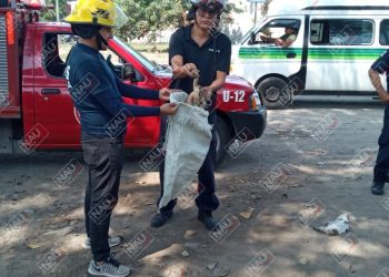 Capturan una víbora y rescatan un perro