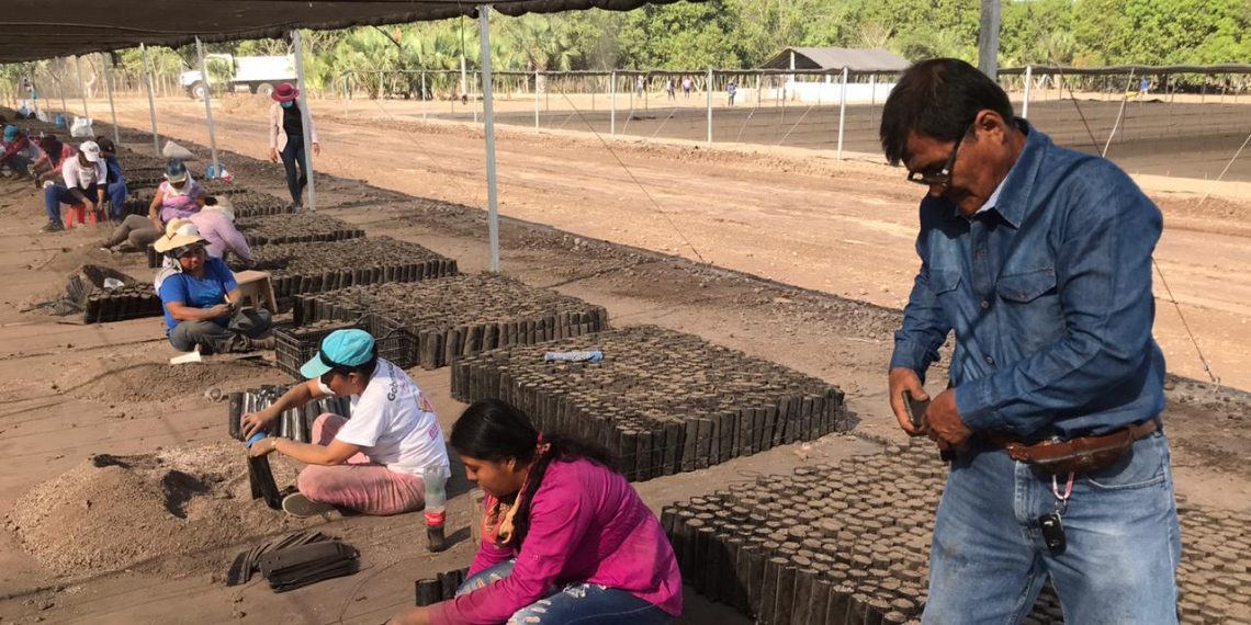COMIENZA INSTALACIÓN DE MÓDULOS PRODUCTORES DE PLANTAS FORESTALES