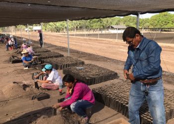 COMIENZA INSTALACIÓN DE MÓDULOS PRODUCTORES DE PLANTAS FORESTALES