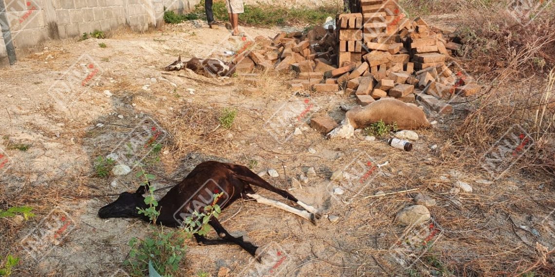 Maloso envenenó 7 borreguitos de dos menores de escasos recursos en Mapastepec
