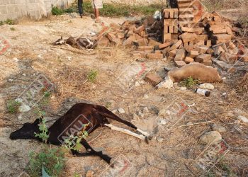 Maloso envenenó 7 borreguitos de dos menores de escasos recursos en Mapastepec