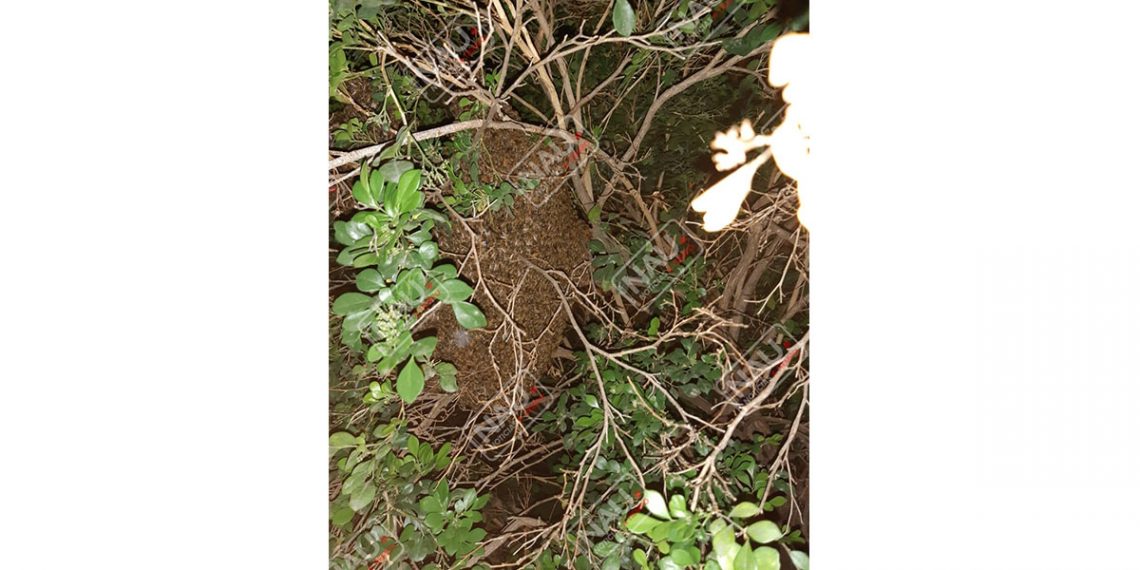 Bomberos destruye enjambre de abejas en la colonia Nuevo Mundo 3