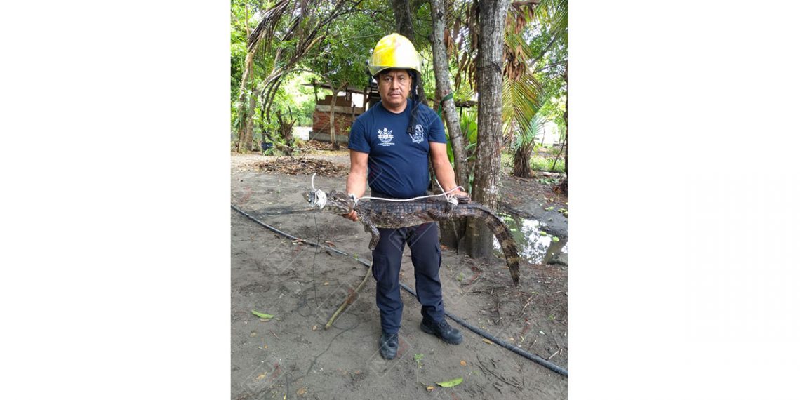 Un cocodrilo fue capturado al quedarse atrapado en una red de pesca