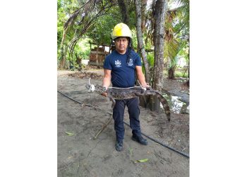 Un cocodrilo fue capturado al quedarse atrapado en una red de pesca