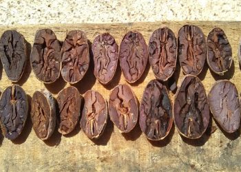 En Medio De La Pandemia Exportan Cacao Orgánico Fermentado A Francia
