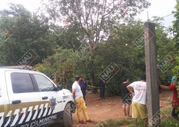 Cayó de un árbol de aguacate y falleció
