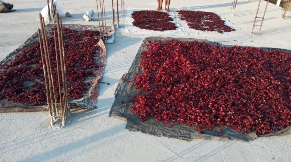 Promueven Rescate De La Flor De Jamaica En El Soconusco