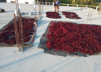 Promueven Rescate De La Flor De Jamaica En El Soconusco