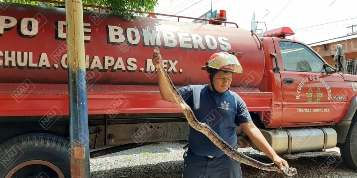 Culebra entra a una casa y causa zozobra