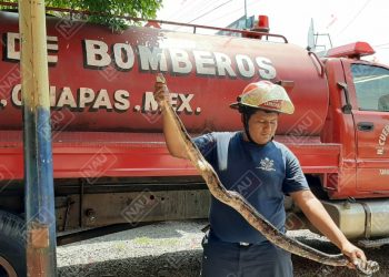 Culebra entra a una casa y causa zozobra