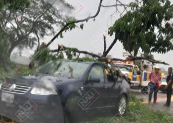 Cae árbol en un carro