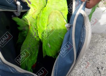Detienen a dos personas que transportaban 2 ejemplares de aves silvestres en peligro de extinción