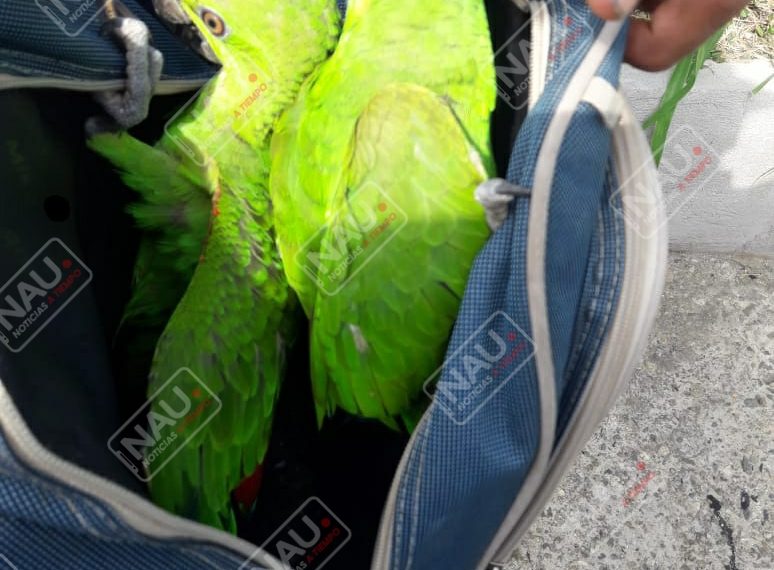 Detienen a dos personas que transportaban 2 ejemplares de aves silvestres en peligro de extinción