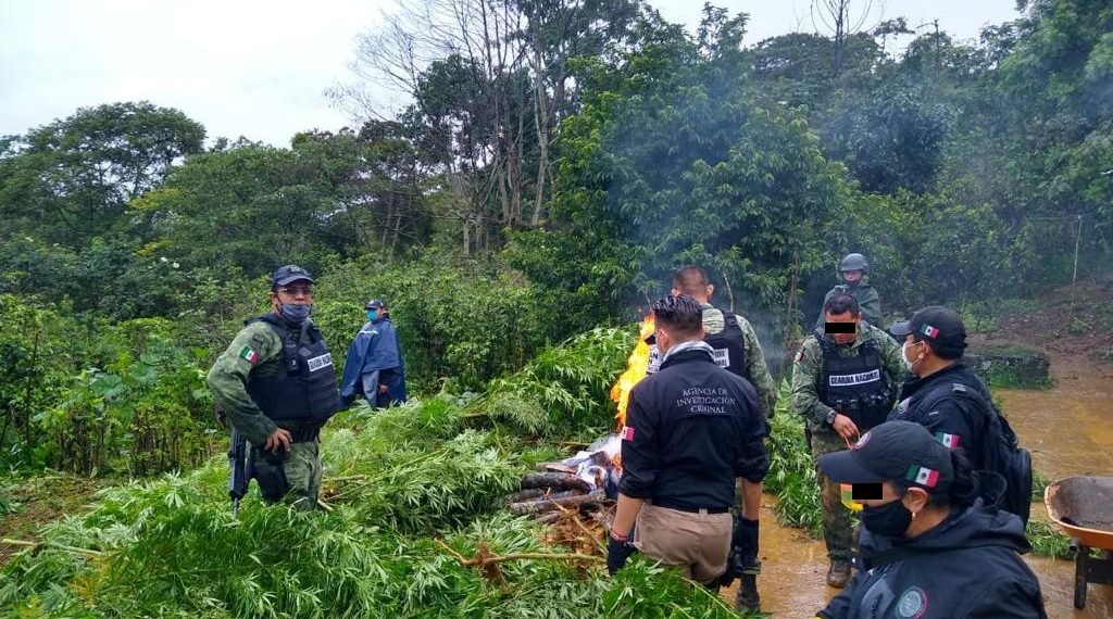 DESTRUYE PFM UN PLANTÍO DE MARIHUANA EN CHILÓN, CHIAPAS