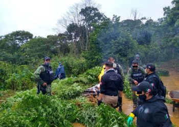 DESTRUYE PFM UN PLANTÍO DE MARIHUANA EN CHILÓN, CHIAPAS