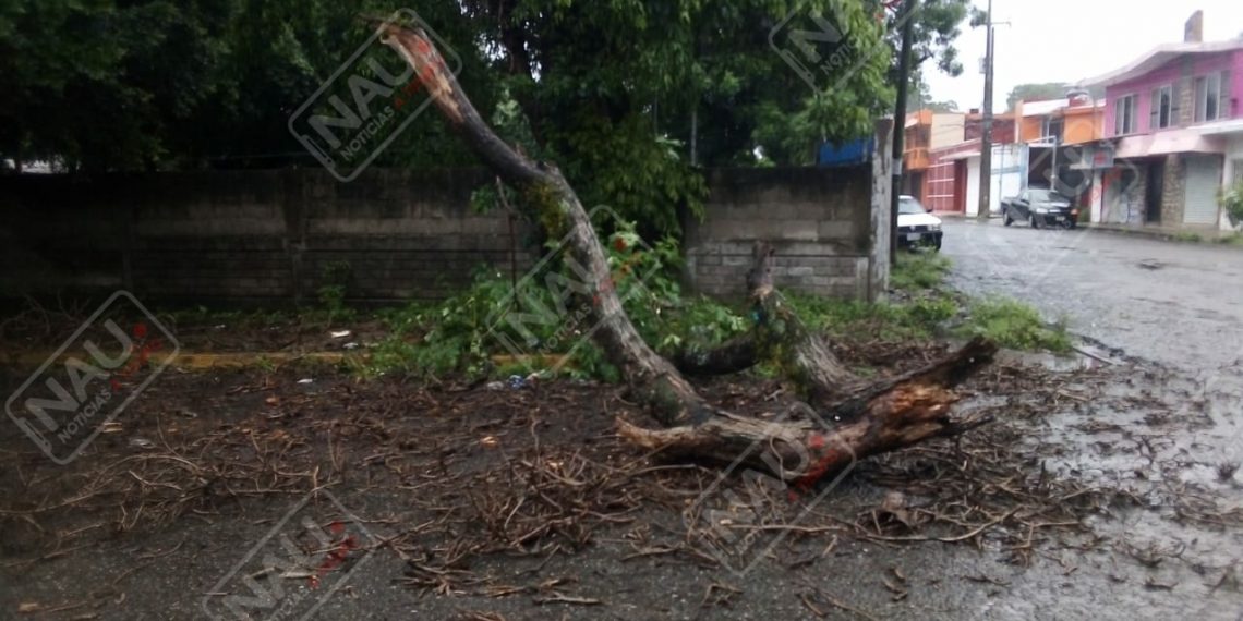 Bomberos de Tapachula retiran 4 árboles caídos en diferentes colonias