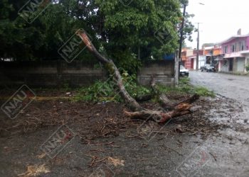 Bomberos de Tapachula retiran 4 árboles caídos en diferentes colonias