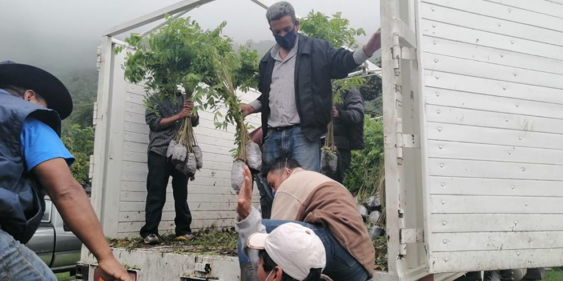 Un Millón De Plantas Se Extraerán Del Vivero Militar De Puerto Chiapas