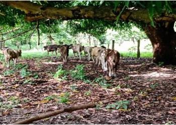 La SSyPC recupera 14 semovientes, en Mapastepec