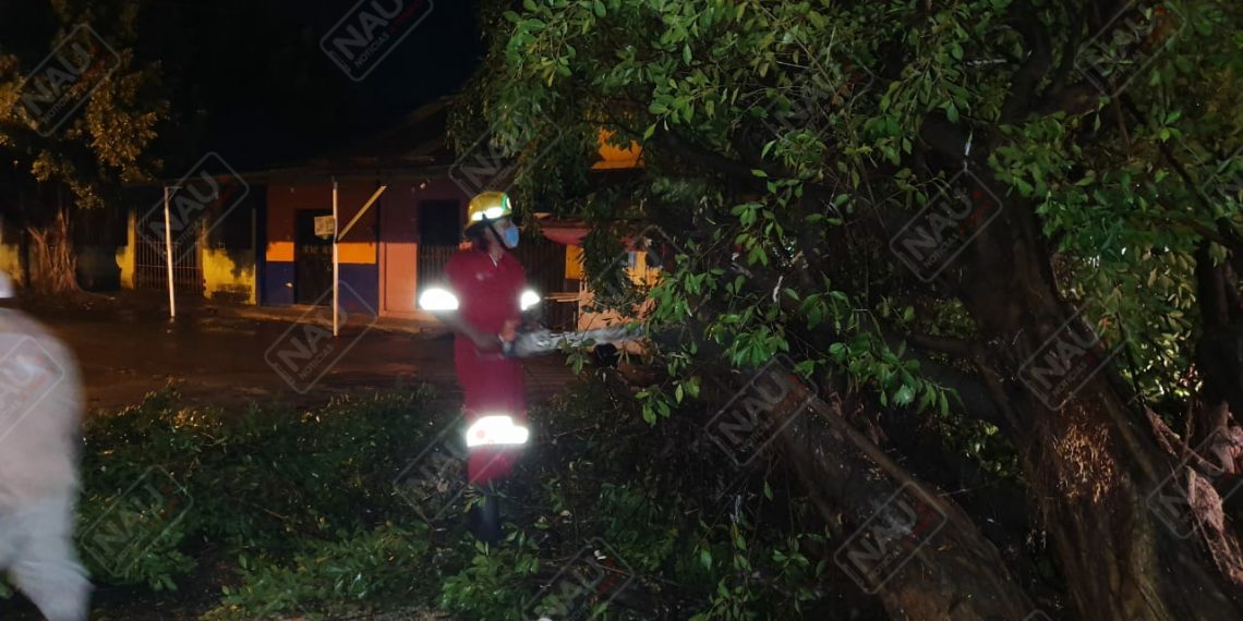 Del sábado hasta el lunes, 13 árboles se cayeron por lluvias y fuertes vientos