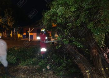 Del sábado hasta el lunes, 13 árboles se cayeron por lluvias y fuertes vientos
