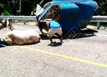 Se desprende caja donde jalaban dos caballos pura sangre