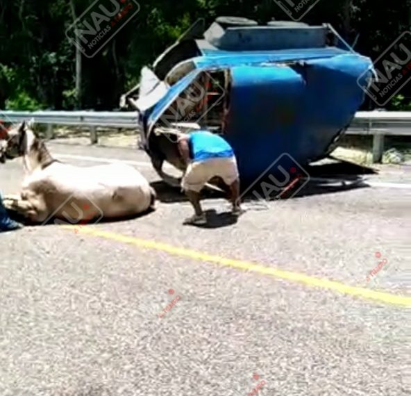 Se desprende caja donde jalaban dos caballos pura sangre