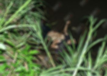 Asesinan a balazos a un salvadoreño