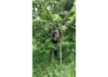 Desde hace tres días se quitó la vida ahorcándose en un árbol de caulote