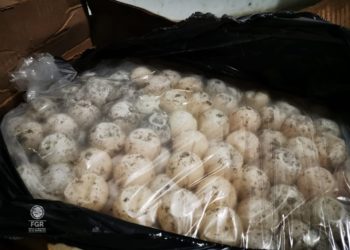 FGR ASEGURA CERCA DE TRES MIL HUEVOS DE TORTUGA Y DETIENE A UNA PERSONA