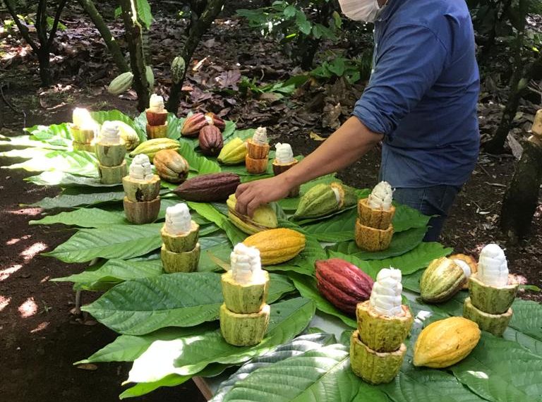 En Medio De La Pandemia, Se Impulsa El Cultivo Del Cacao Como Agronegocio En El Soconusco.