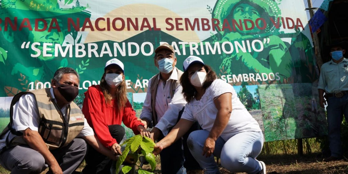 Con Programa Sembrando Vida Se Impulsa La Producción Del Campo En Tapachula