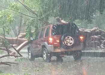 Cae árbol encima de una camioneta