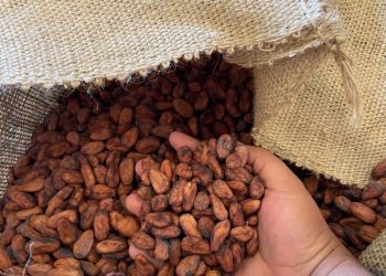 Chiapas, Segundo Productor Nacional De Cacao