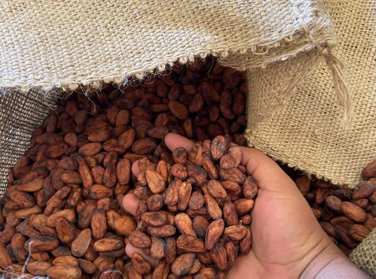 Chiapas, Segundo Productor Nacional De Cacao