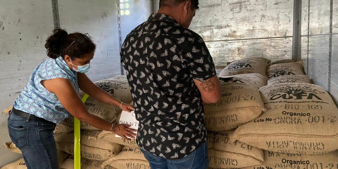 Exportan 80 Toneladas De Cacao Orgánico Del Soconusco A Europa