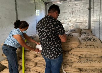 Exportan 80 Toneladas De Cacao Orgánico Del Soconusco A Europa