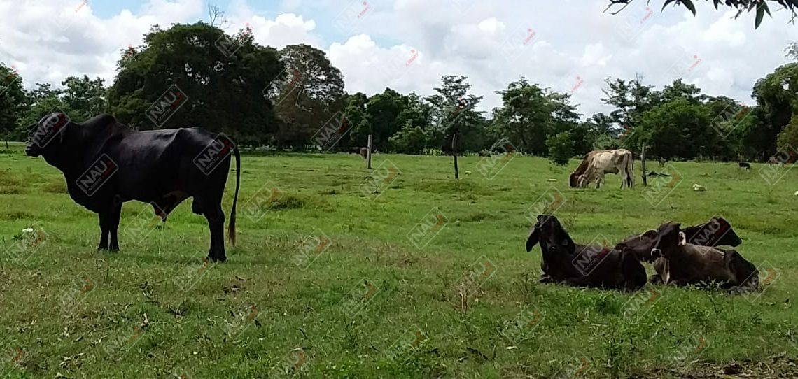 Roban 8 becerros en Mapastepec