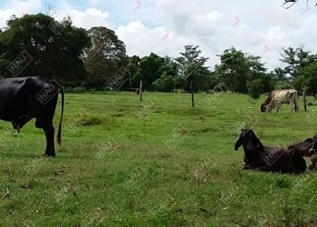 Roban 8 becerros en Mapastepec