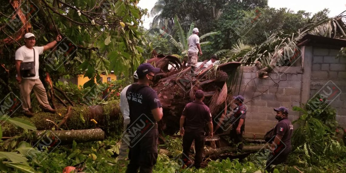 Dos lesionados al caer árbol encima de una casa en Tuxtla Chico