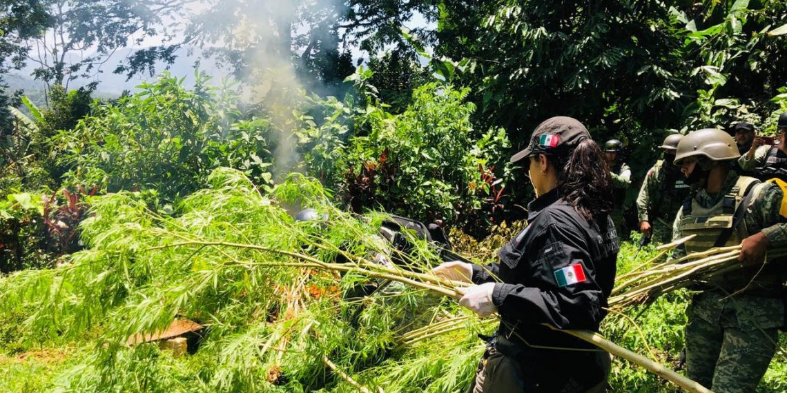 DESTRUYE PFM UN PLANTÍO DE MÁS DE DOS MIL PLANTAS DE MARIHUANA EN CHIAPAS